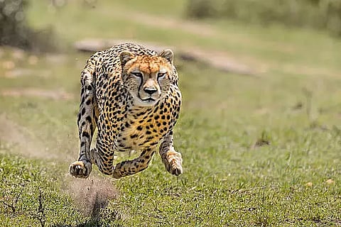 MP's Kuno National Park To Get First Batch Of Cheetahs From Namibia