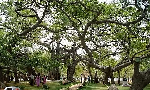 Telangana MP Announces 2 Crore for Revamping an 800 Yr Old Banyan Tree