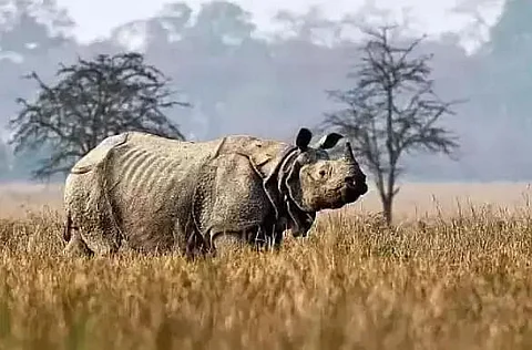 Stray rhino creates panic in Jamugurihat
