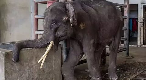 Assam moves to court for custody of elephant Joymala