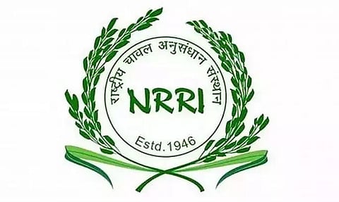 NRRI Recruitment 2022 - Young Professional I Vacancy, Job Opening