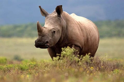 World Rhino Day 2022: An Assam Perspective