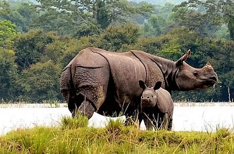 Assam Joins World Rhino Day Celebrations