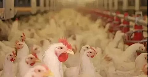 Demow Poultry Farm Revived With Renewed Vigour