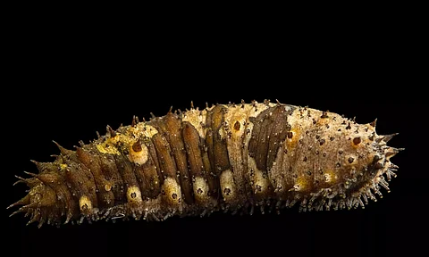 Rampant Poaching Of Protected Sea Cucumber To Feed Chinese Hunger