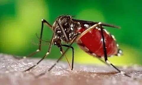 National Capital Records Maximum Dengue Cases In 4 years