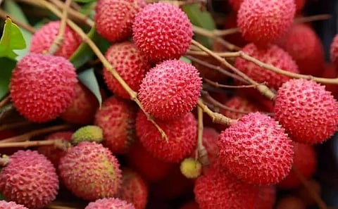 Tezpur litchi takes another step towards capturing international market