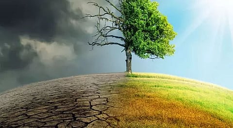 Climate change causing trees to become gluttons: Research