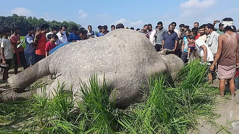 Assam: Wild Elephant Killed by Electrocution in Gossaigaon
