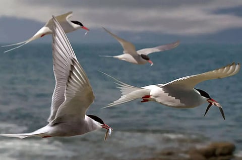 The beauty of migratory birds lies in their freedom