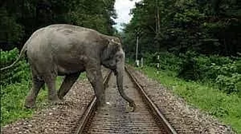 Assam: Rajdhani Express Mows Down Female Elephant, Calf