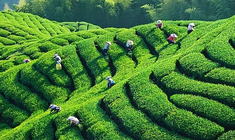 An Enterprise that is Lending a Fillip to Farm Sales
