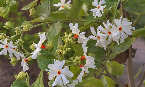 About Lucky Flower Plants and the Month of Shravan