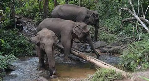Death of elephants due to collision with trains irks Aaranyak