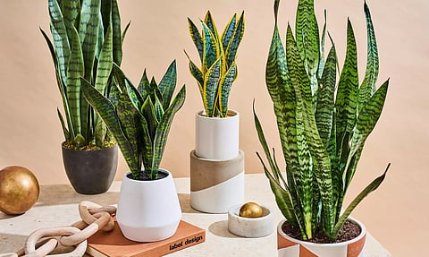 Give your Home a Summer Makeover