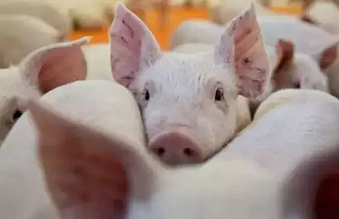 Restrictions imposed on sale and transportation of pigs/pork under Sonitpur district