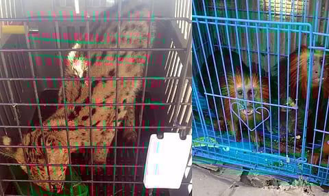 Around 140 Wild animals and birds rescued in Mizoram