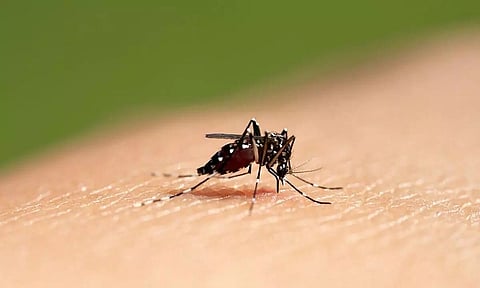 Dengue cases show a spike, October is the most vulnerable month
