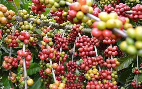 Aiming to boost export, Nagaland plans coffee plantation in 50,000 hectares