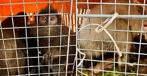 13 African monkeys recovered in Cachar Tea Estate