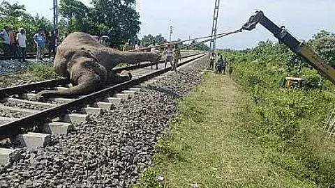 Speeding trains prove to be a jumbo problem in Assam