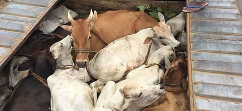 Assam: 41 Smuggled Cattle Heads Recovered from Container Truck in Bokakhat