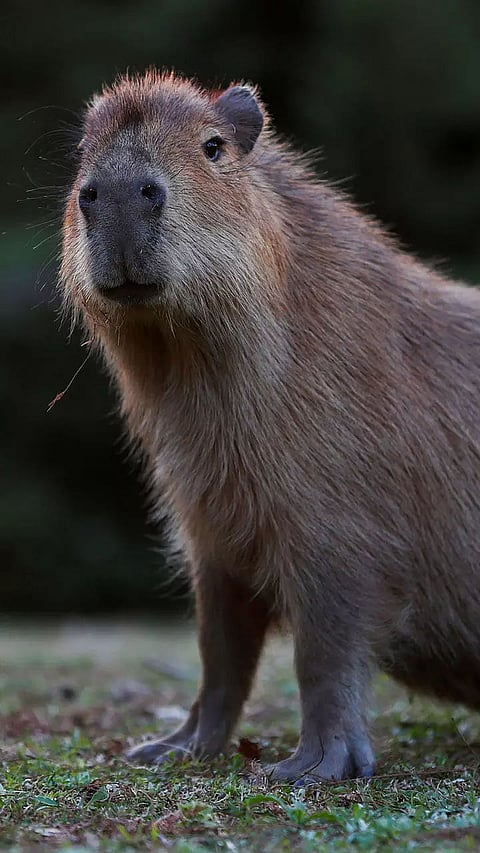 Giant Animals That Actually Exist