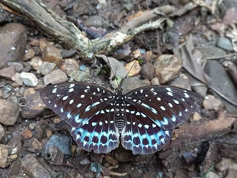 7th Northeast Butterfly Meet concludes at Raimona National Park