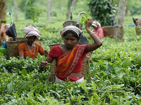 Assam Tea Business Face Problems of Low Production and Price Stagnation