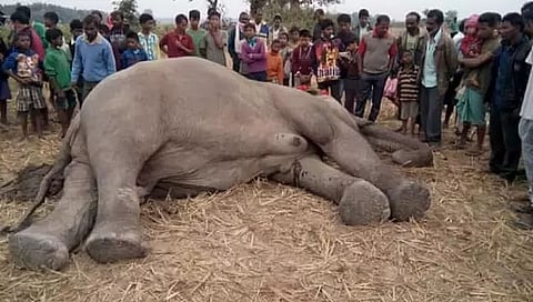 Assam: Dead Body Of Wild Elephant Found In Goalpara