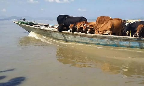Goalpara police apprehends 6 cattle smugglers at Dakaidol area in Jaljoli river