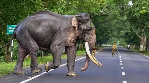 Wild Tusker Attacks Car, Kills Man on Highway Near Morigaon