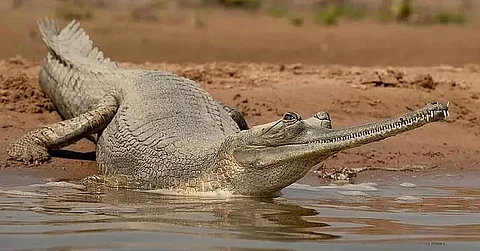 Gharials
