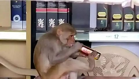 Alcoholic monkey in Rae Bareli troubles liquor vendors