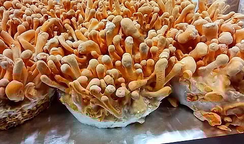 German Patent Office recognizes research on Cordycep mushroom