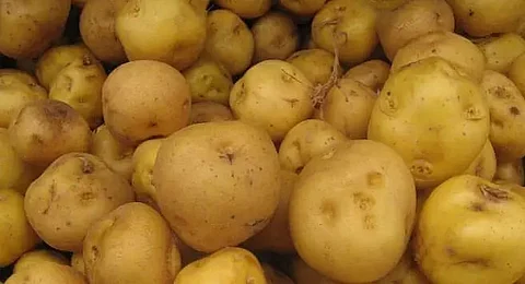 Krishi Vigyan Kendra, Sonitpur organized ceremonial planting of potato