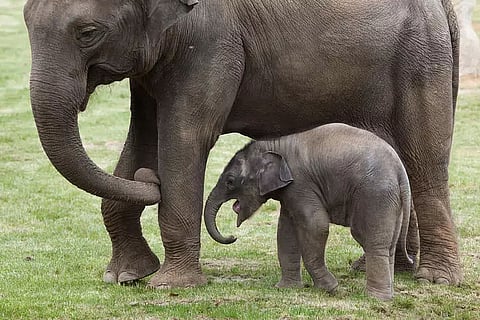 Assam: Grieving Mother Elephant Refuses To Leave Dead Calf's Side
