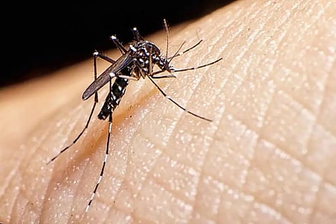 Assam: Dengue Situation In Karbi Anglong Under Control, No Fresh Deaths Reported