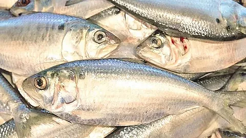 NFDB Chief Executive stresses intensive aquaculture via scientific farming