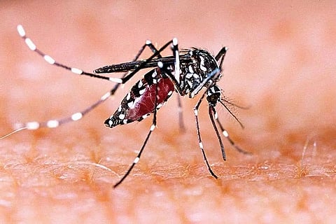 Dengue Outbreak: All Educational Institutions in Diphu Remain Shut