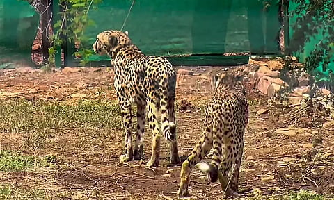 Two cheetahs at Madhya Pradesh's (MP) Kuno released, PM Modi shares video