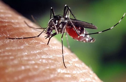 Manipur Faces Dengue Outbreak Along With Assam