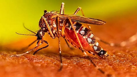 Dengue Fever Cases Continue to Rise in Assam