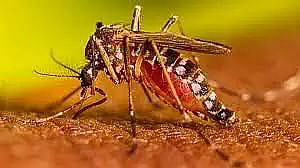 Assam: First Dengue Case Reported in Cachar District