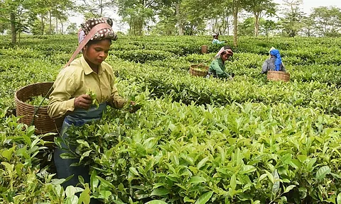 Deadline fixed for ending tea leaf plucking season in Assam