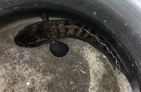 Assam: Rare Ornamental Fish Rescued In Kaziranga