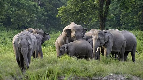 Assam: 2 Trampled To Death By Jumbos In Tinsukia District