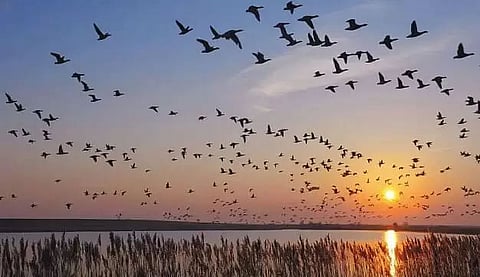 Conservation of migratory bird habitats