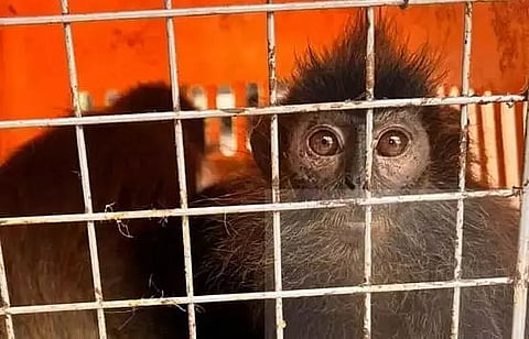 Mizoram in a fix to keep seized animals smuggled from Myanmar