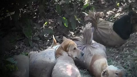 Around 50 Dogs Rescued From Numaligarh in Assam